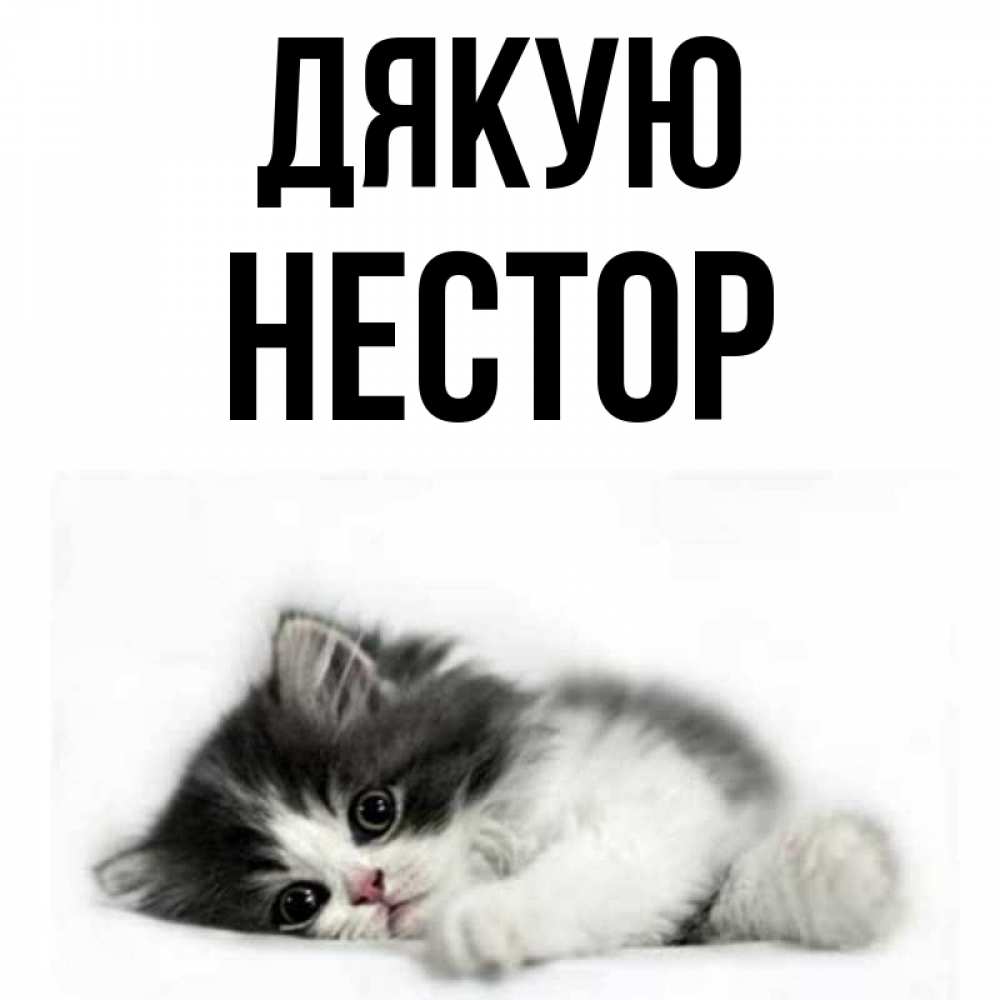 Открытка на каждый день з підписом, Нестор Дякую черный и белый кот Прикольна листівка з побажанням онлайн скачати безкоштовно 