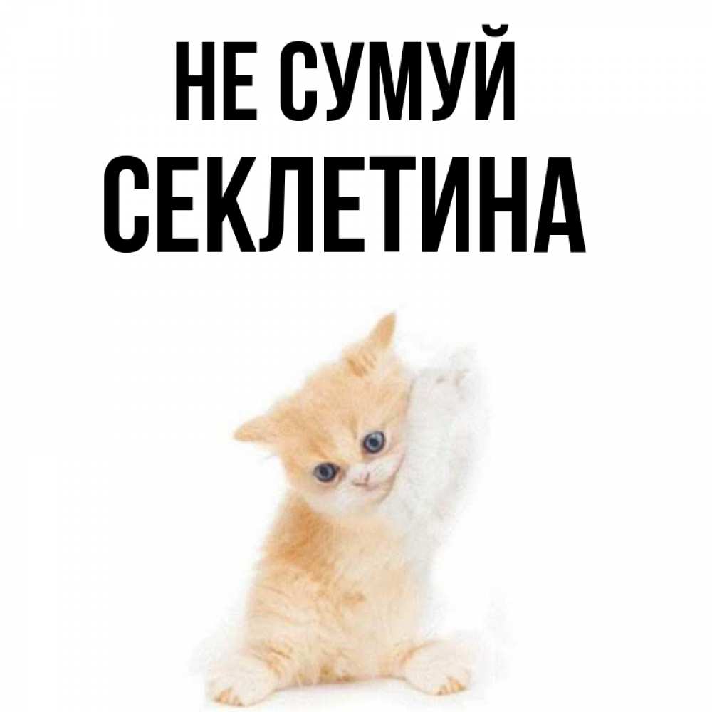 Открытка на каждый день з підписом, Секлетина Не сумуй просящий кот Прикольна листівка з побажанням онлайн скачати безкоштовно 