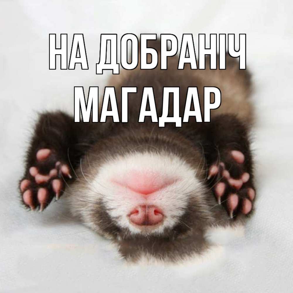 Открытка на каждый день з підписом, Магадар На добраніч зверек Прикольна листівка з побажанням онлайн скачати безкоштовно 