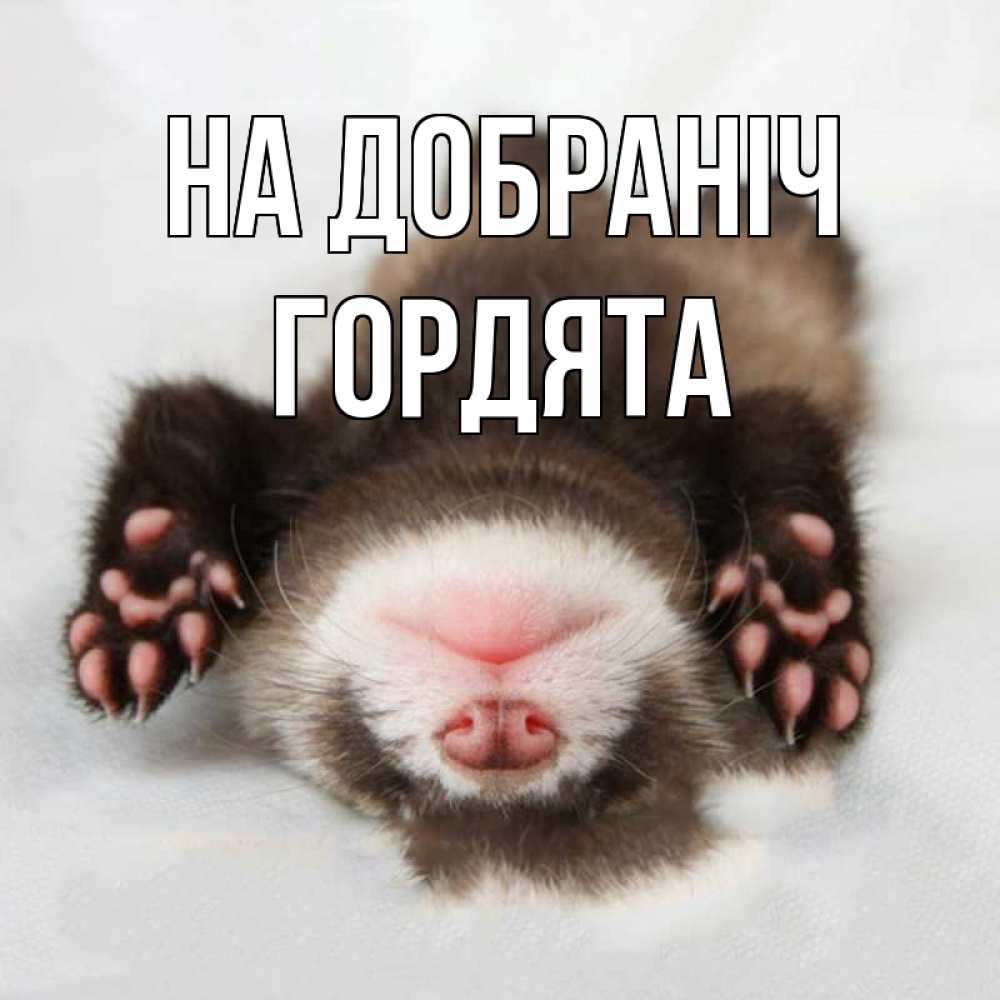 Открытка на каждый день з підписом, Гордята На добраніч зверек Прикольна листівка з побажанням онлайн скачати безкоштовно 