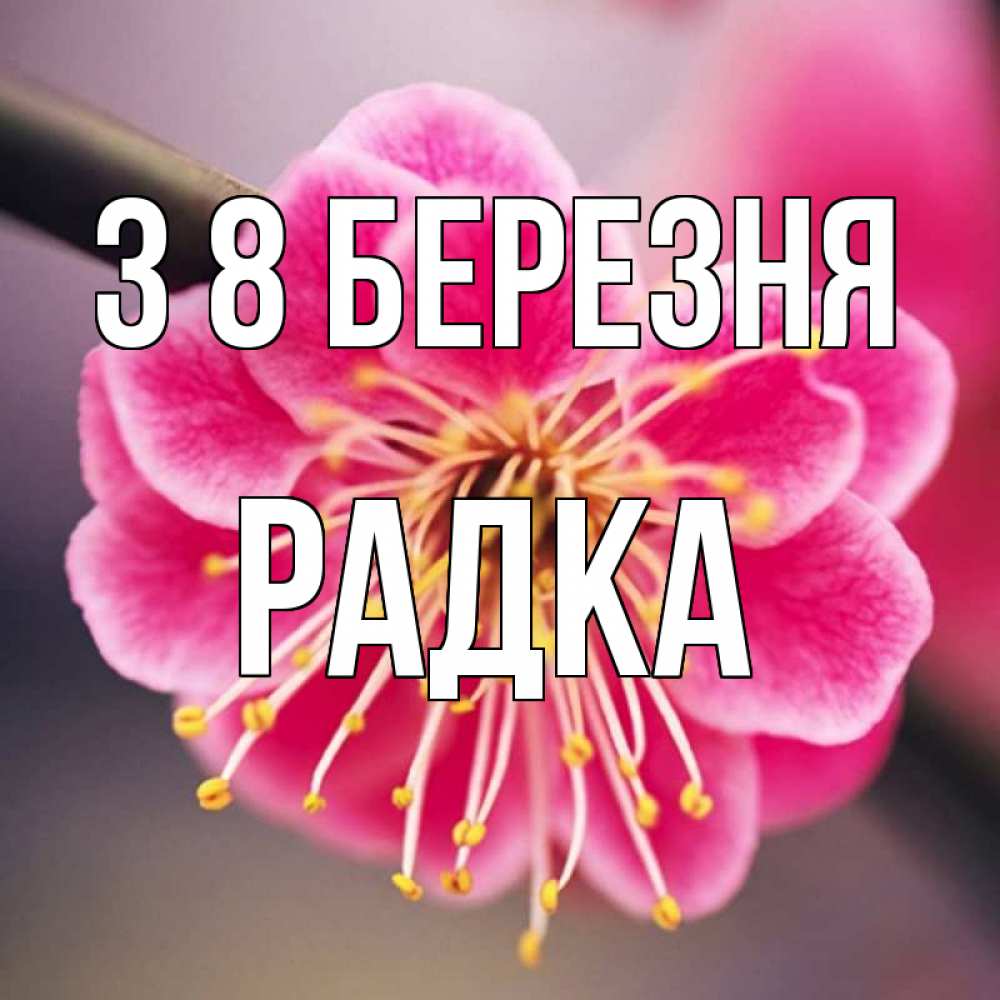 Открытка на каждый день з підписом, Радка З 8 БЕРЕЗНЯ цветы Прикольна листівка з побажанням онлайн скачати безкоштовно 
