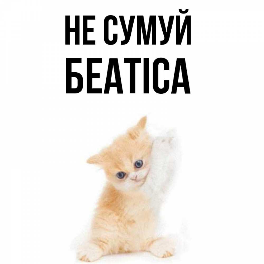 Открытка на каждый день з підписом, Беатіса Не сумуй просящий кот Прикольна листівка з побажанням онлайн скачати безкоштовно 