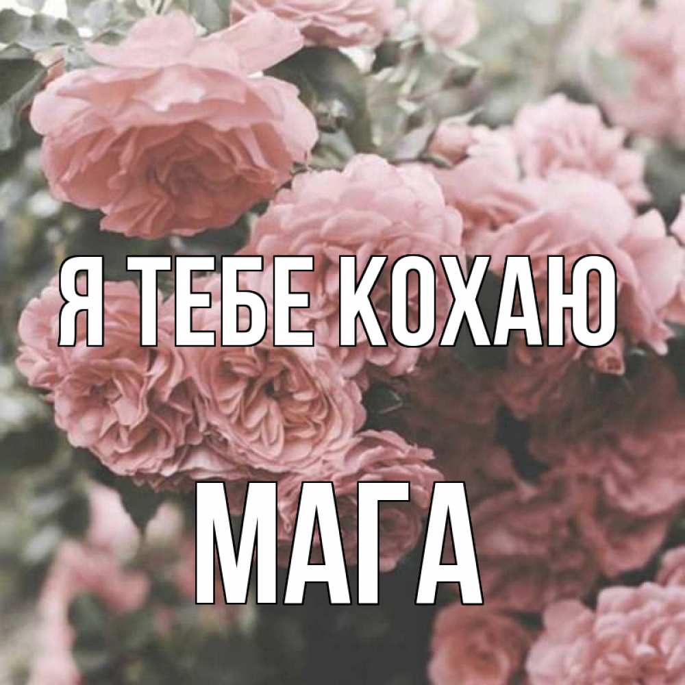 Открытка на каждый день з підписом, Мага Я тебе кохаю розы 3 Прикольна листівка з побажанням онлайн скачати безкоштовно 