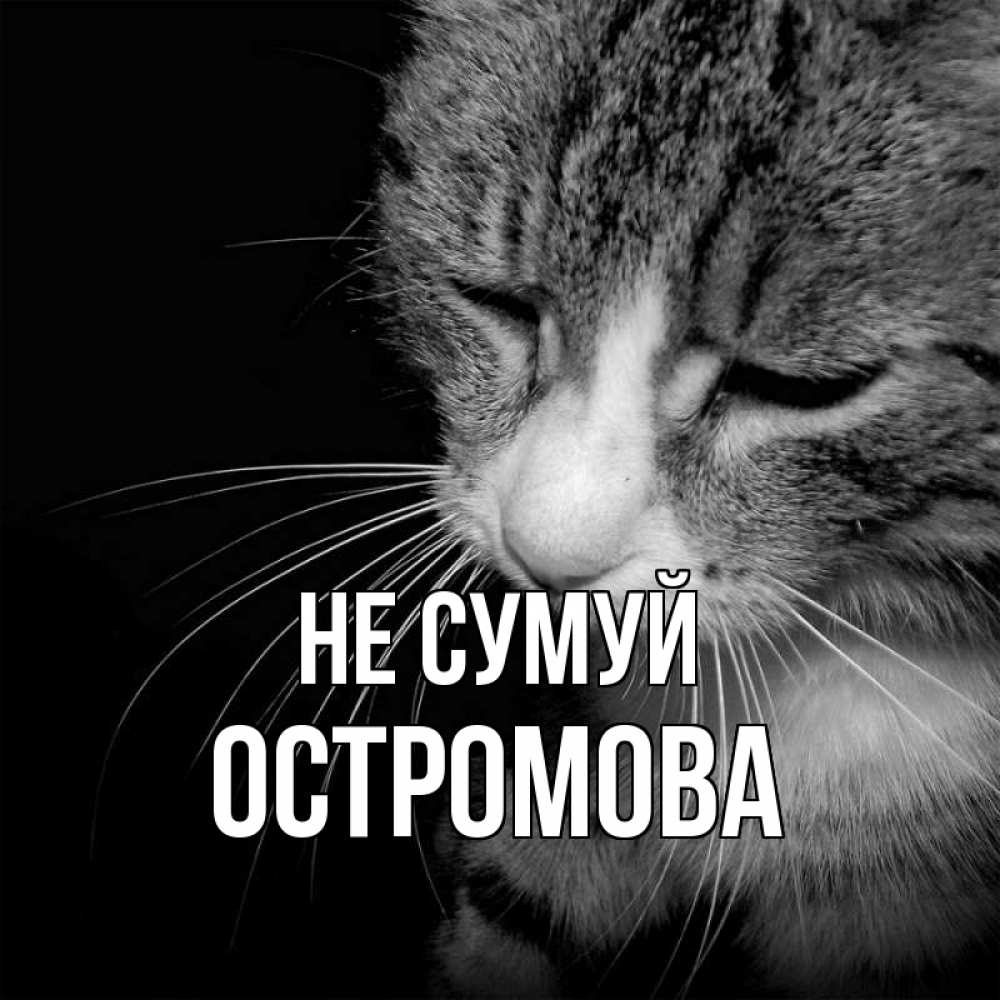 Открытка на каждый день з підписом, Остромова Не сумуй грустный котик Прикольна листівка з побажанням онлайн скачати безкоштовно 
