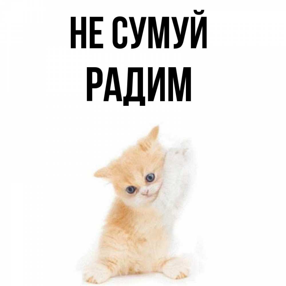 Открытка на каждый день з підписом, Радим Не сумуй просящий кот Прикольна листівка з побажанням онлайн скачати безкоштовно 