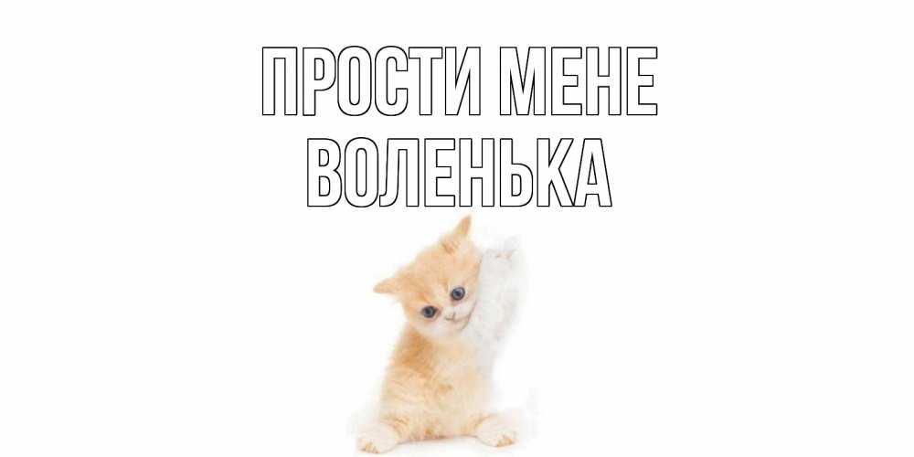 Открытка на каждый день з підписом, Воленька Прости мене кот Прикольна листівка з побажанням онлайн скачати безкоштовно 