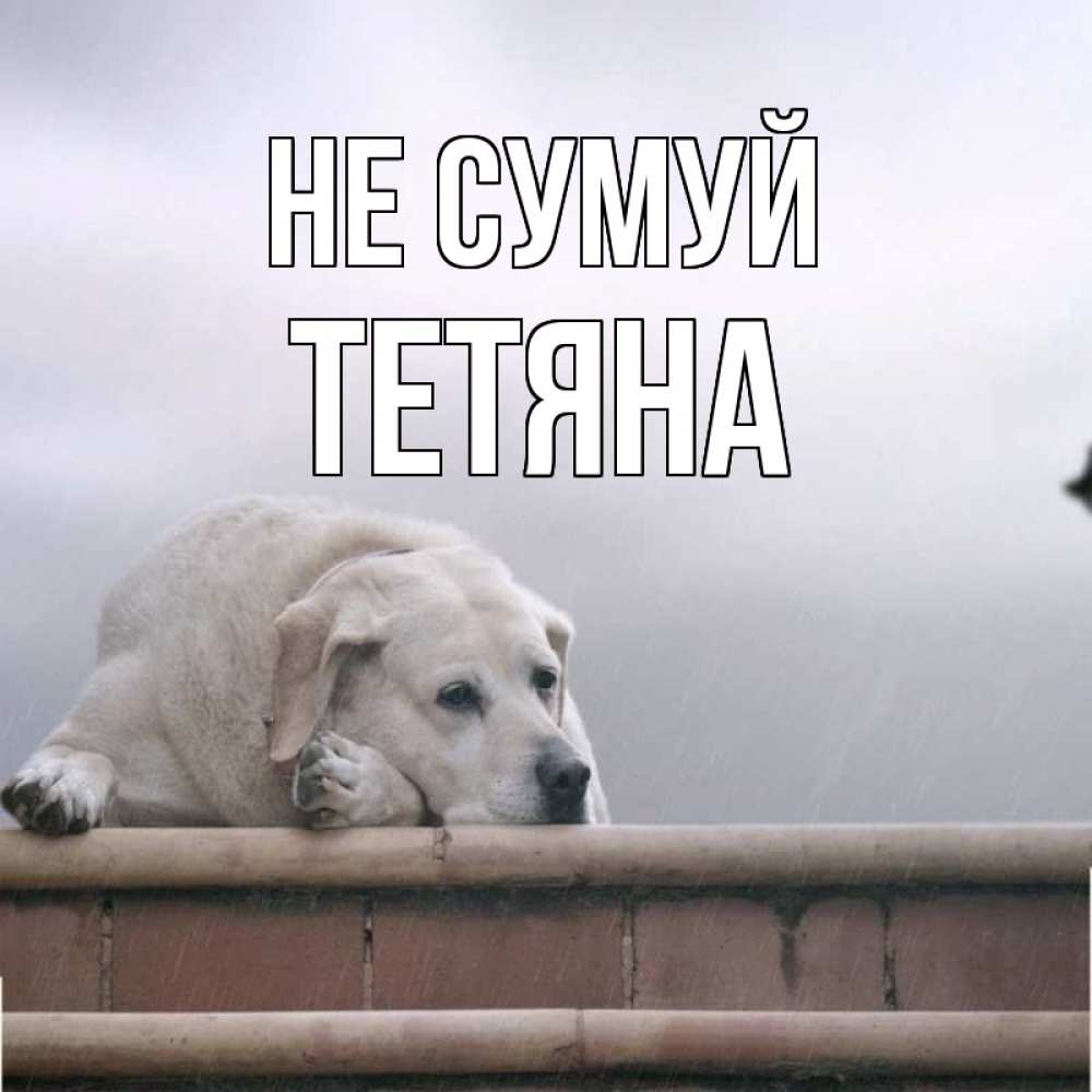 Открытка на каждый день з підписом, Тетяна Не сумуй белый пес 1 Прикольна листівка з побажанням онлайн скачати безкоштовно 