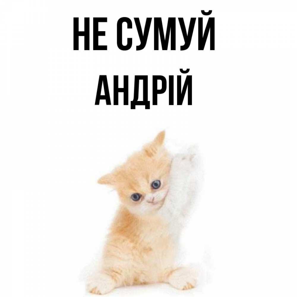 Открытка на каждый день з підписом, Андрій Не сумуй просящий кот Прикольна листівка з побажанням онлайн скачати безкоштовно 