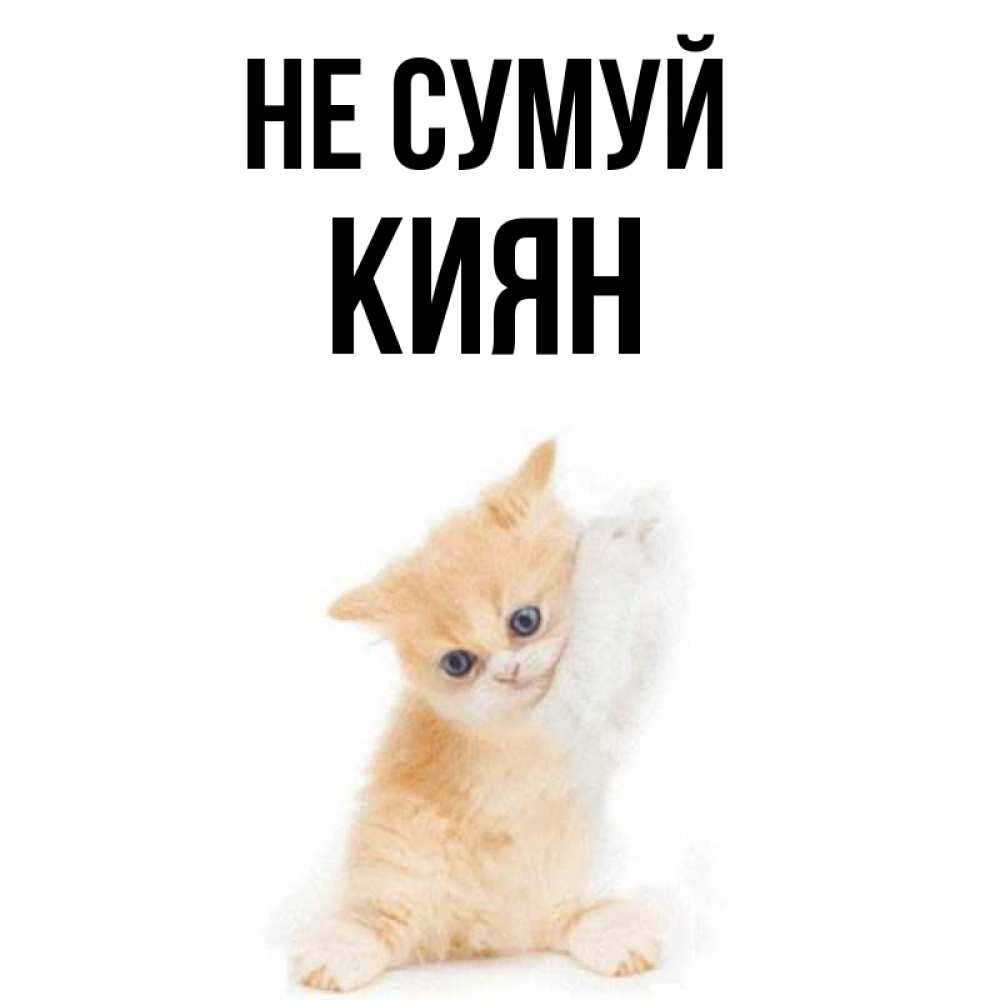 Открытка на каждый день з підписом, Киян Не сумуй просящий кот Прикольна листівка з побажанням онлайн скачати безкоштовно 