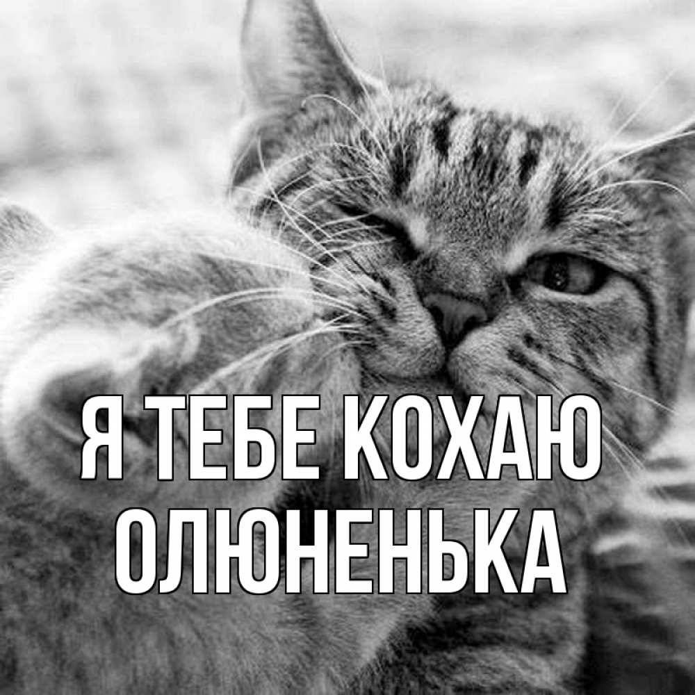 Открытка на каждый день з підписом, Олюненька Я тебе кохаю коты Прикольна листівка з побажанням онлайн скачати безкоштовно 