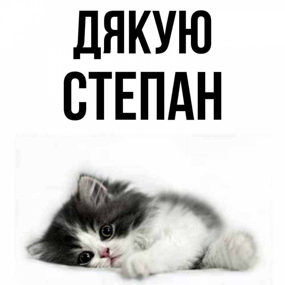 Открытка на каждый день з підписом, Степан Дякую черный и белый кот Прикольна листівка з побажанням онлайн скачати безкоштовно 