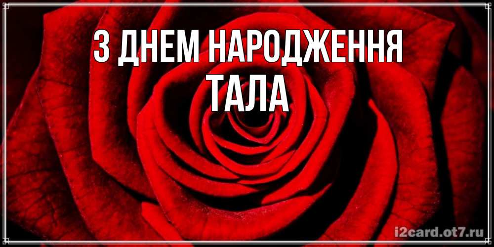Открытка на каждый день з підписом, Тала З Днем народження алая роза Прикольна листівка з побажанням онлайн скачати безкоштовно 