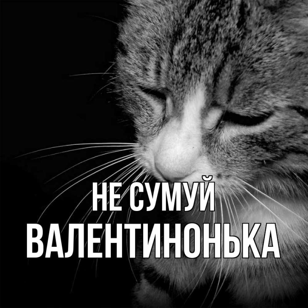 Открытка на каждый день з підписом, Валентинонька Не сумуй грустный котик Прикольна листівка з побажанням онлайн скачати безкоштовно 