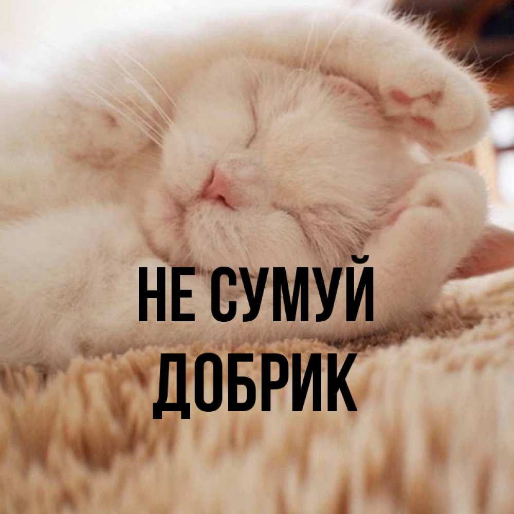 Открытка на каждый день з підписом, Добрик Не сумуй Котенок спит Прикольна листівка з побажанням онлайн скачати безкоштовно 