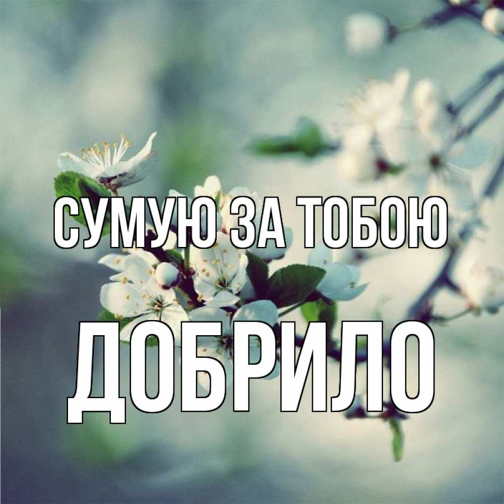 Открытка на каждый день з підписом, Добрило Сумую за тобою весна Прикольна листівка з побажанням онлайн скачати безкоштовно 