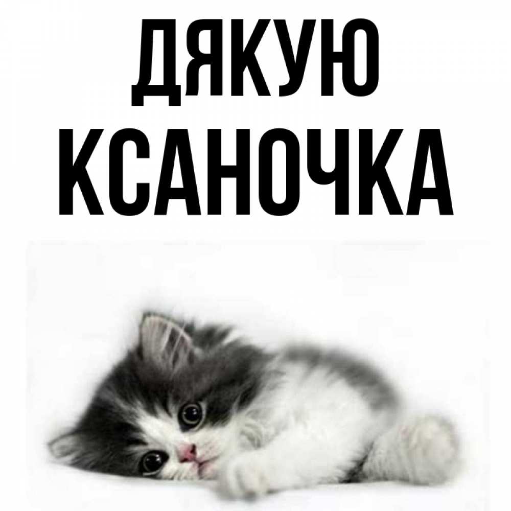 Открытка на каждый день з підписом, Ксаночка Дякую черный и белый кот Прикольна листівка з побажанням онлайн скачати безкоштовно 