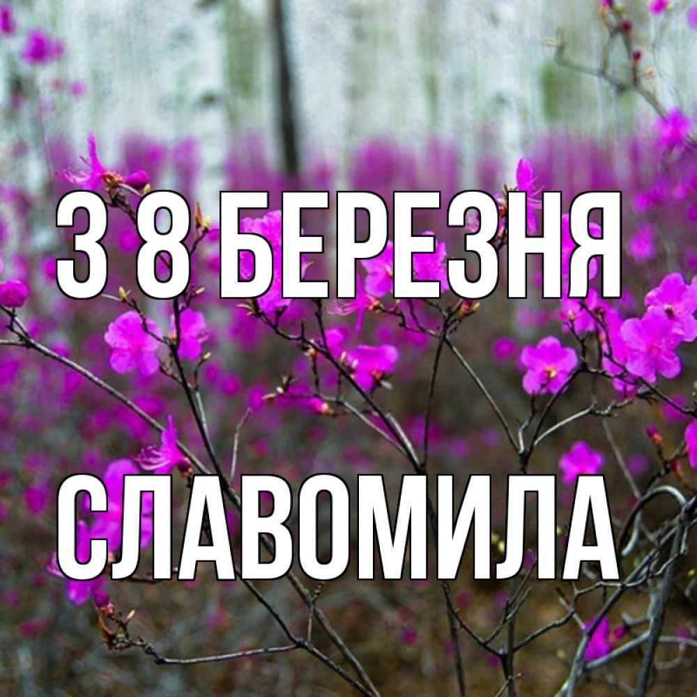 Открытка на каждый день з підписом, Славомила З 8 БЕРЕЗНЯ дикие цветы Прикольна листівка з побажанням онлайн скачати безкоштовно 
