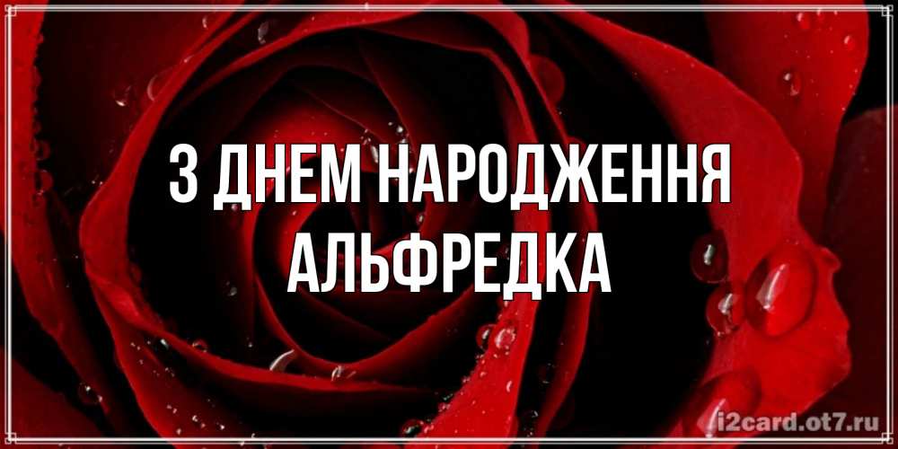 Открытка на каждый день з підписом, Альфредка З Днем народження крупная бордовая роза Прикольна листівка з побажанням онлайн скачати безкоштовно 