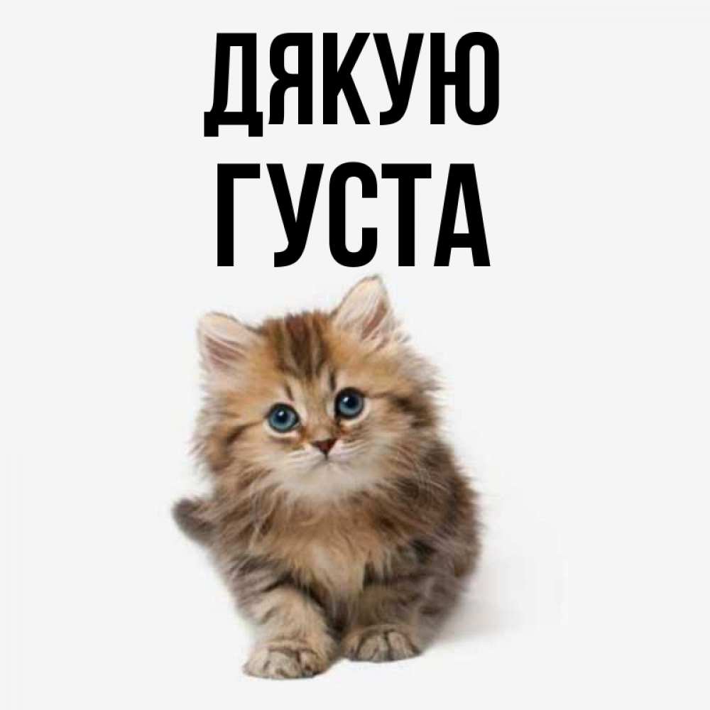 Открытка на каждый день з підписом, Густа Дякую пушистый котик Прикольна листівка з побажанням онлайн скачати безкоштовно 