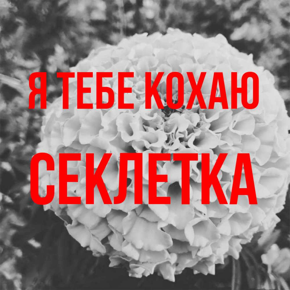 Открытка на каждый день з підписом, Секлетка Я тебе кохаю подпись Прикольна листівка з побажанням онлайн скачати безкоштовно 