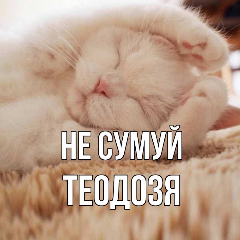 Открытка на каждый день з підписом, Теодозя Не сумуй белый кот Прикольна листівка з побажанням онлайн скачати безкоштовно 