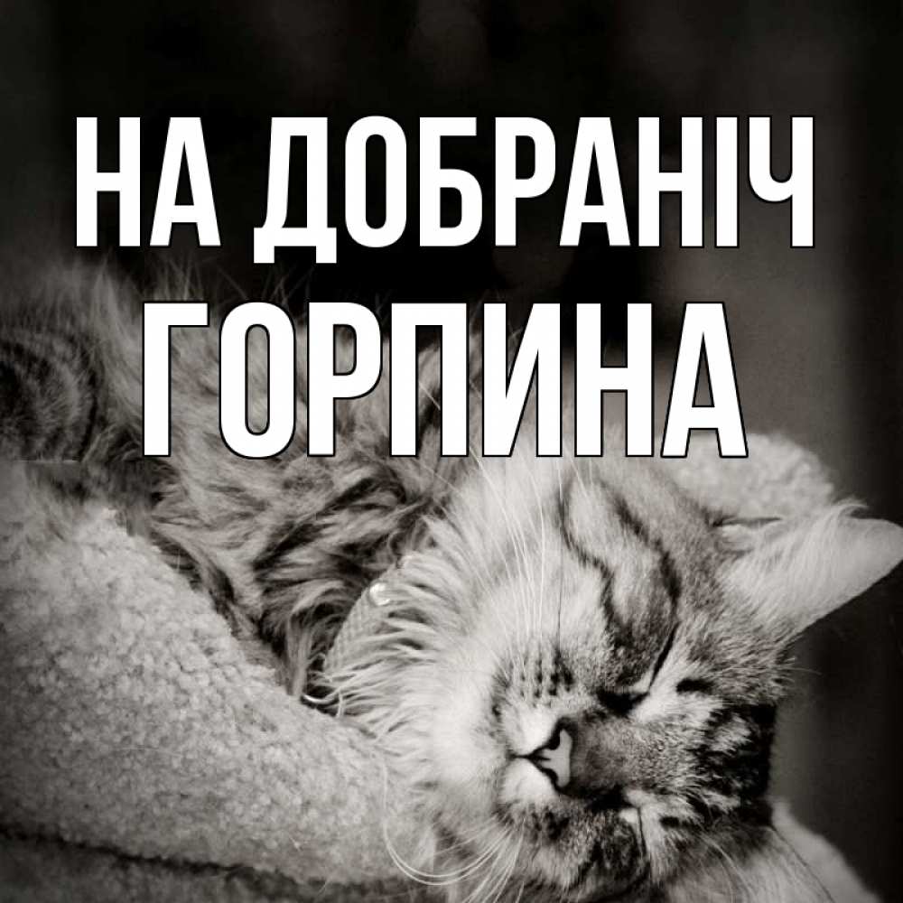 Открытка на каждый день з підписом, Горпина На добраніч котярик пушистый Прикольна листівка з побажанням онлайн скачати безкоштовно 