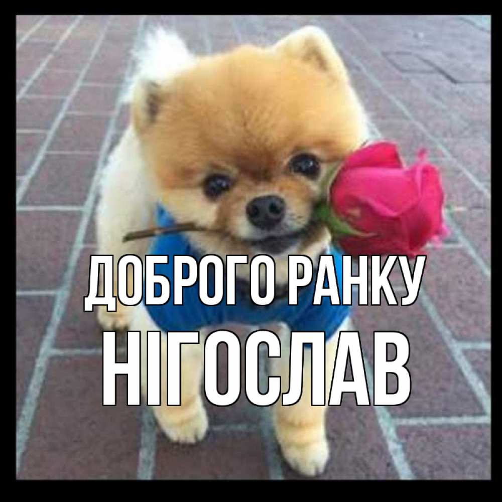 Открытка на каждый день з підписом, Нігослав Доброго ранку роза в зубах Прикольна листівка з побажанням онлайн скачати безкоштовно 