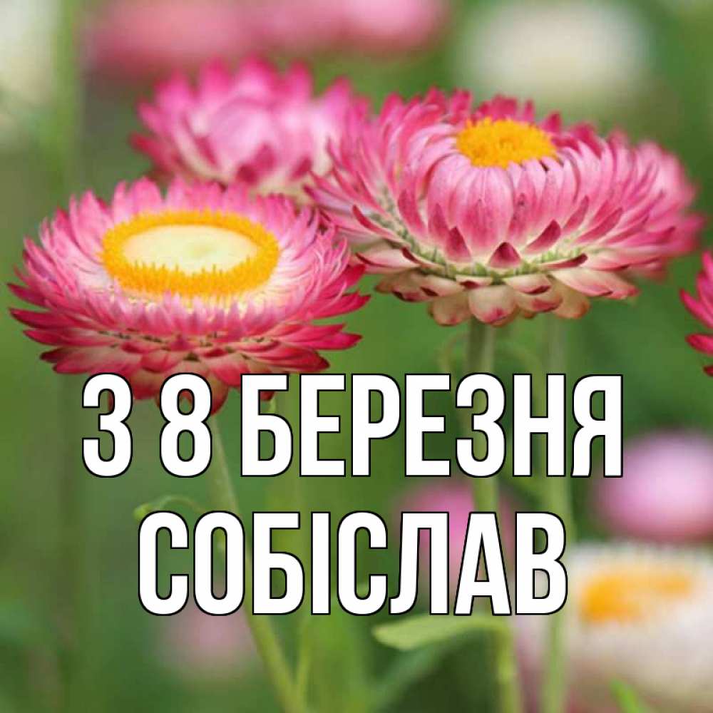 Открытка на каждый день з підписом, Собіслав З 8 БЕРЕЗНЯ подарок на международный женский день Прикольна листівка з побажанням онлайн скачати безкоштовно 