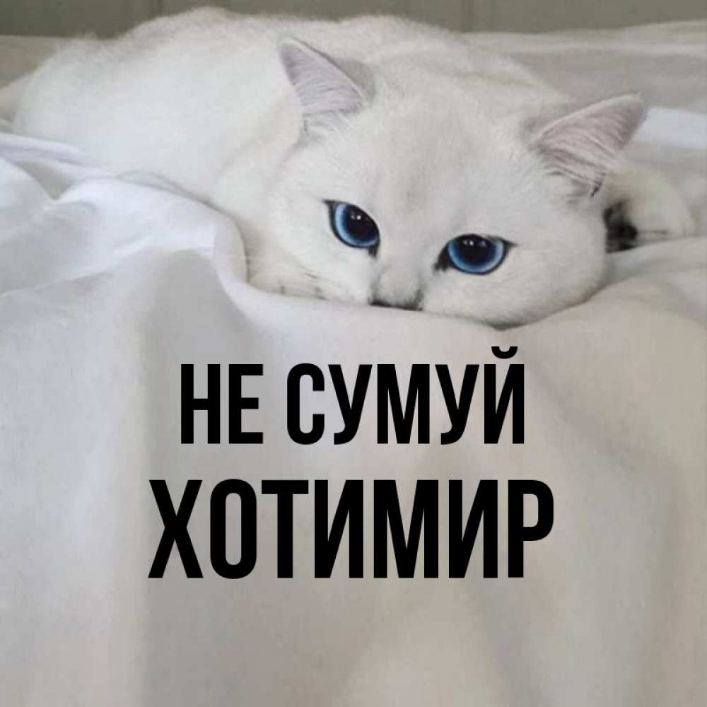 Открытка на каждый день з підписом, Хотимир Не сумуй Голубоглазая кошка Прикольна листівка з побажанням онлайн скачати безкоштовно 