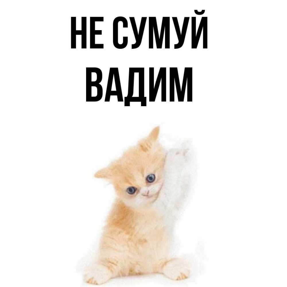 Открытка на каждый день з підписом, Вадим Не сумуй просящий кот Прикольна листівка з побажанням онлайн скачати безкоштовно 