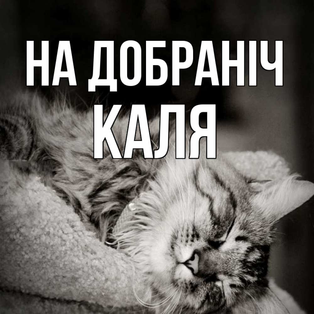 Открытка на каждый день з підписом, Каля На добраніч котярик пушистый Прикольна листівка з побажанням онлайн скачати безкоштовно 