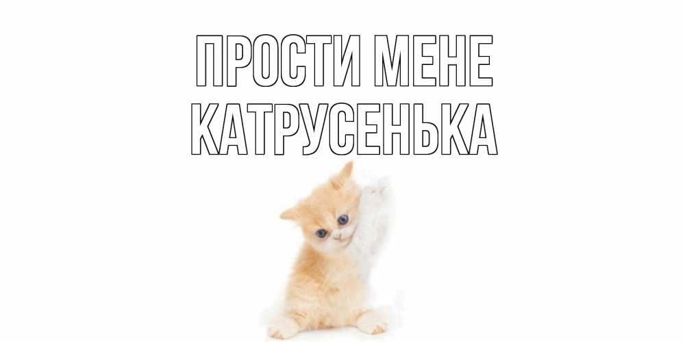 Открытка на каждый день з підписом, Катрусенька Прости мене кот Прикольна листівка з побажанням онлайн скачати безкоштовно 