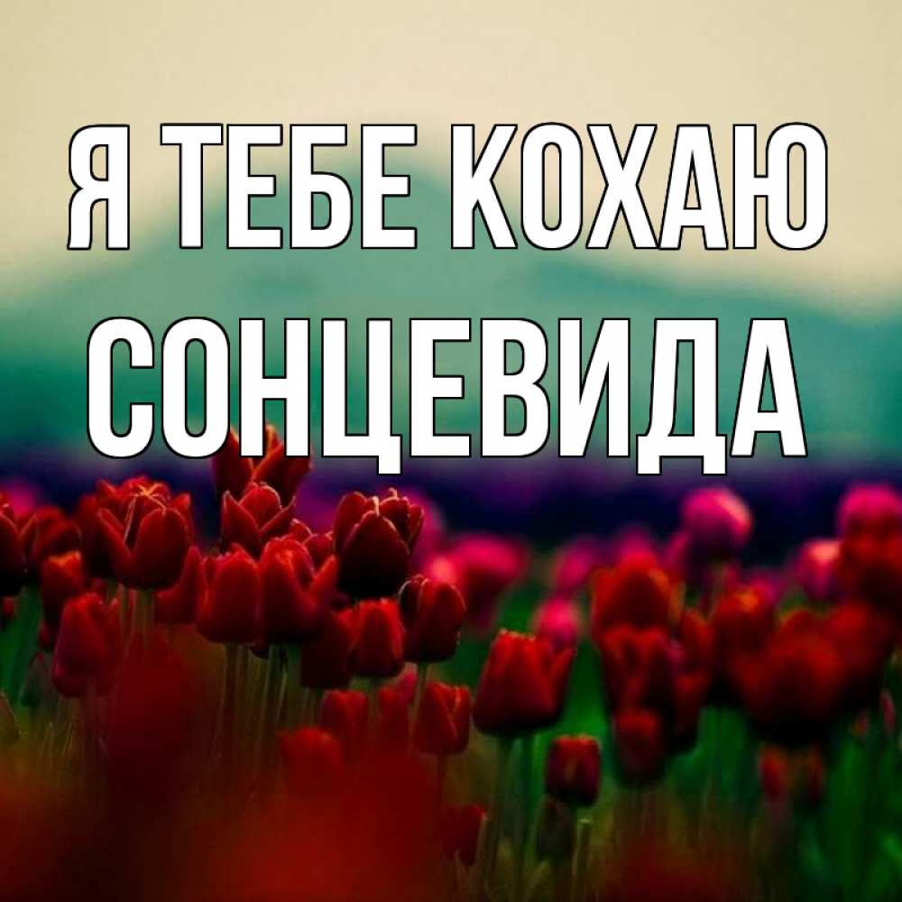 Открытка на каждый день з підписом, Сонцевида Я тебе кохаю тюльпаны 4 Прикольна листівка з побажанням онлайн скачати безкоштовно 