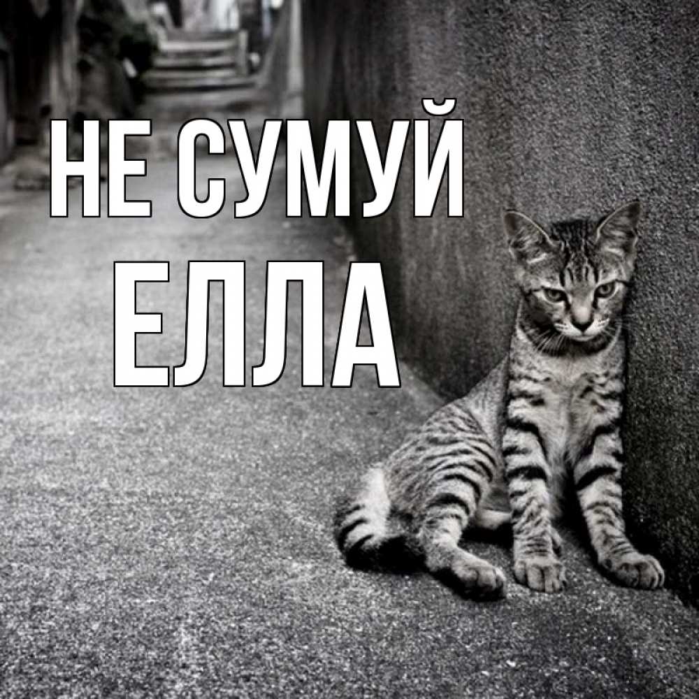 Открытка на каждый день з підписом, Елла Не сумуй скучающий котик Прикольна листівка з побажанням онлайн скачати безкоштовно 