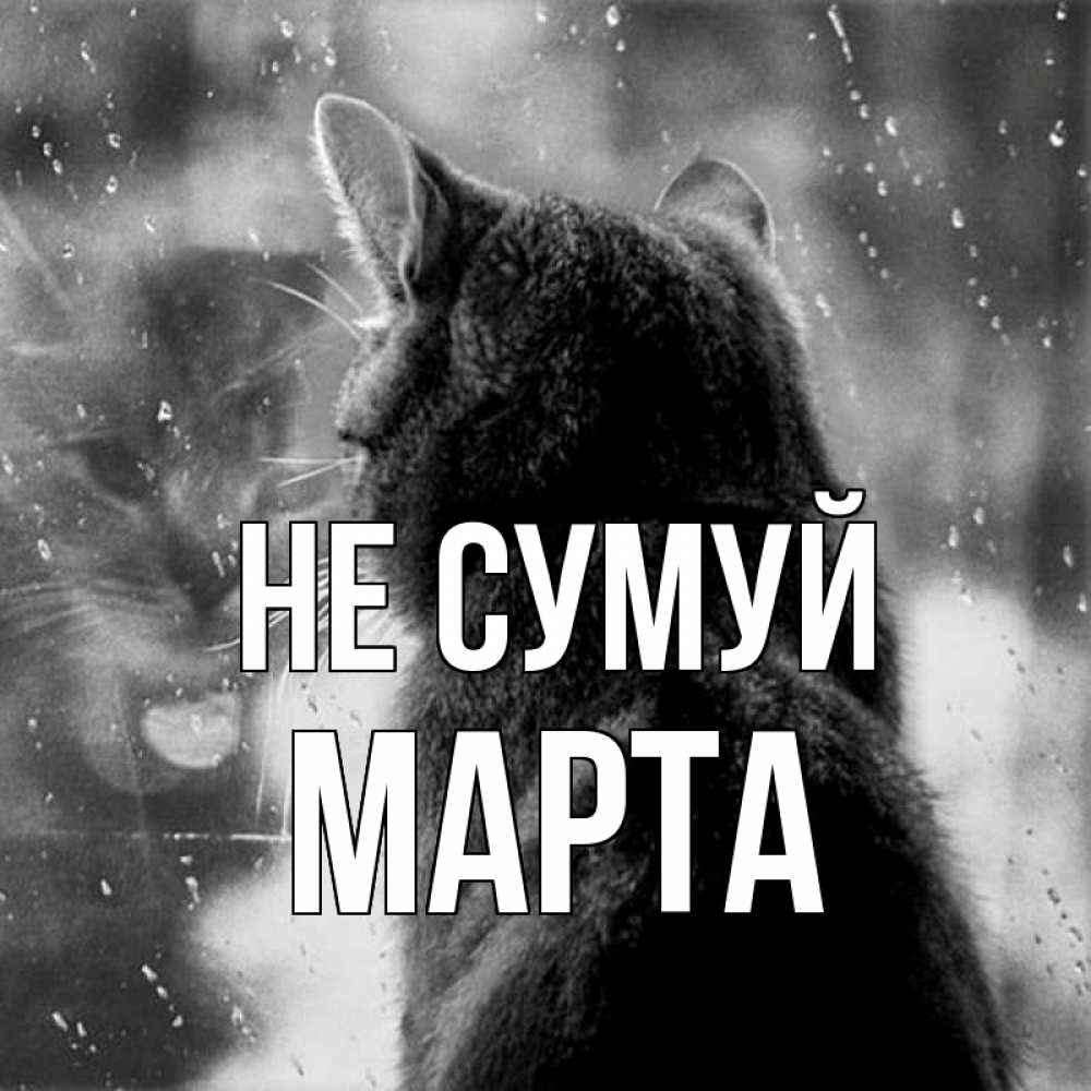 Открытка на каждый день з підписом, Марта Не сумуй отражение кота 1 Прикольна листівка з побажанням онлайн скачати безкоштовно 