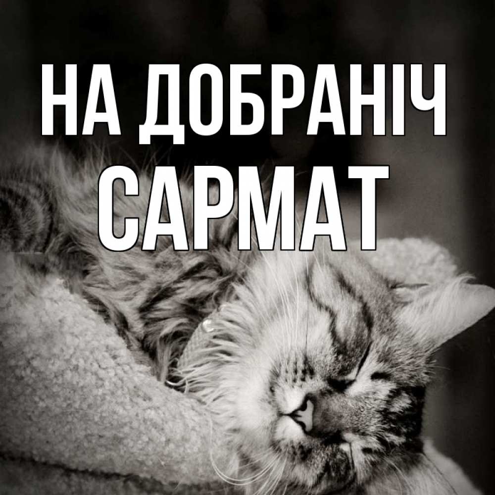 Открытка на каждый день з підписом, Сармат На добраніч котярик пушистый Прикольна листівка з побажанням онлайн скачати безкоштовно 
