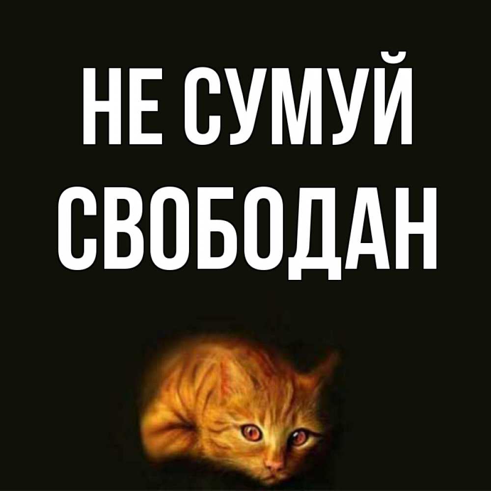 Открытка на каждый день з підписом, Свободан Не сумуй лежащий кот в темноте Прикольна листівка з побажанням онлайн скачати безкоштовно 