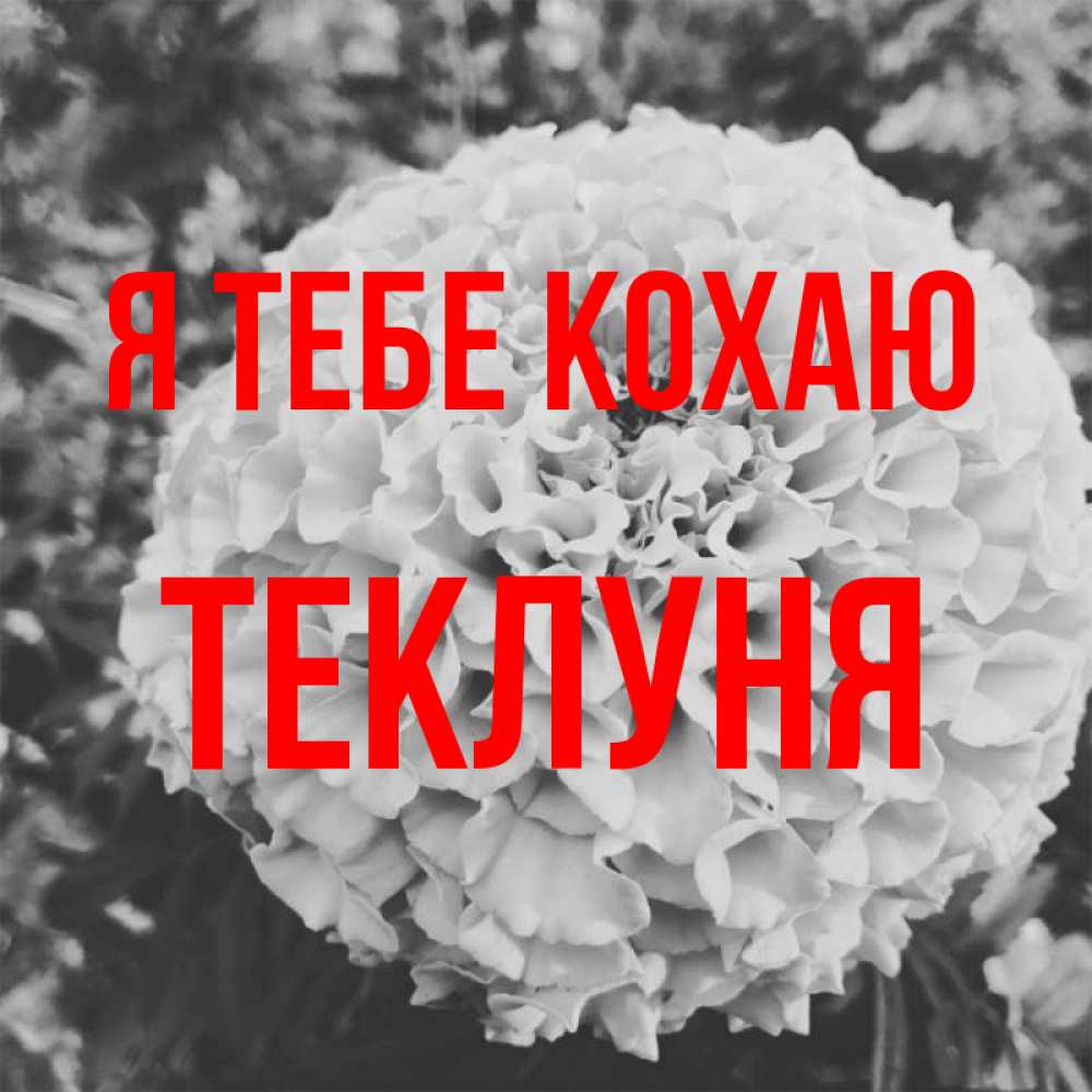 Открытка на каждый день з підписом, Теклуня Я тебе кохаю подпись Прикольна листівка з побажанням онлайн скачати безкоштовно 