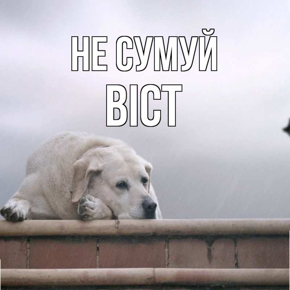 Открытка на каждый день з підписом, Віст Не сумуй белый пес 1 Прикольна листівка з побажанням онлайн скачати безкоштовно 