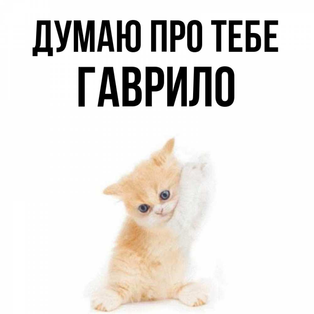 Открытка на каждый день з підписом, Гаврило Думаю про тебе зверушки и милота Прикольна листівка з побажанням онлайн скачати безкоштовно 