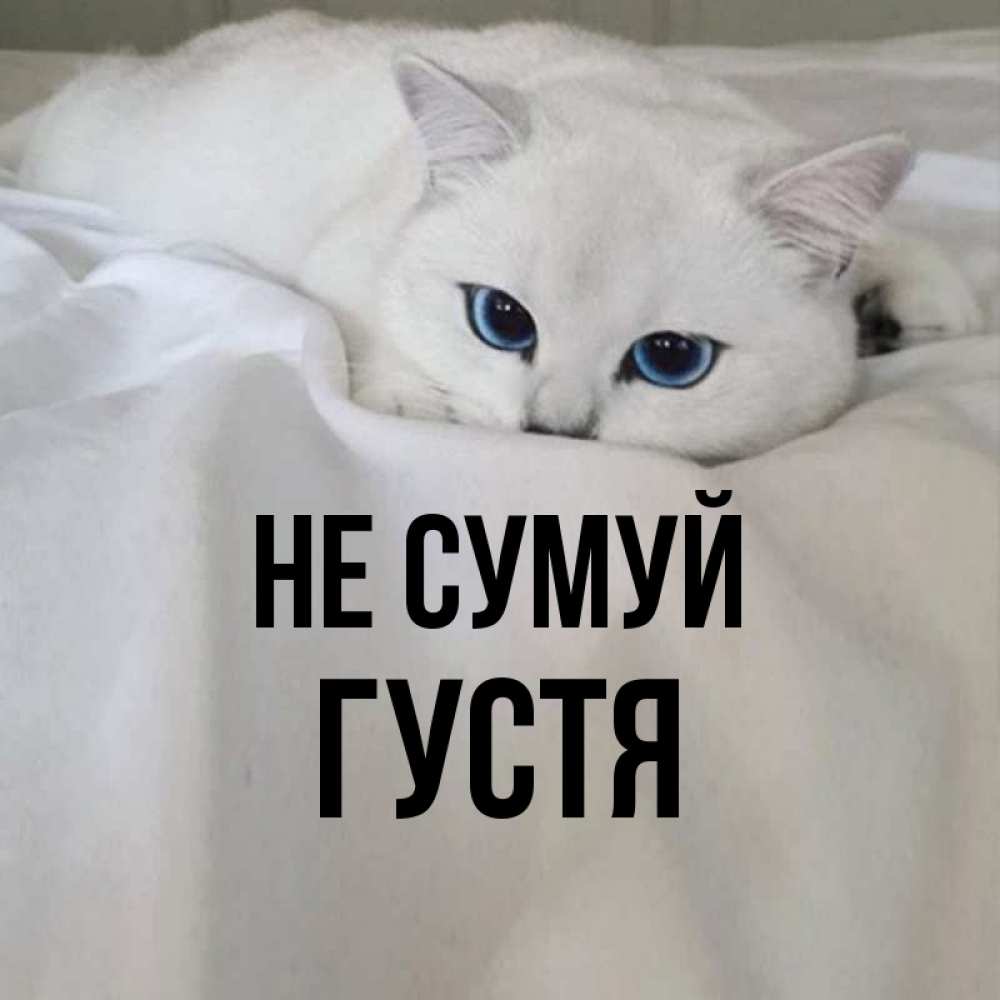Открытка на каждый день з підписом, Густя Не сумуй Голубоглазая кошка Прикольна листівка з побажанням онлайн скачати безкоштовно 