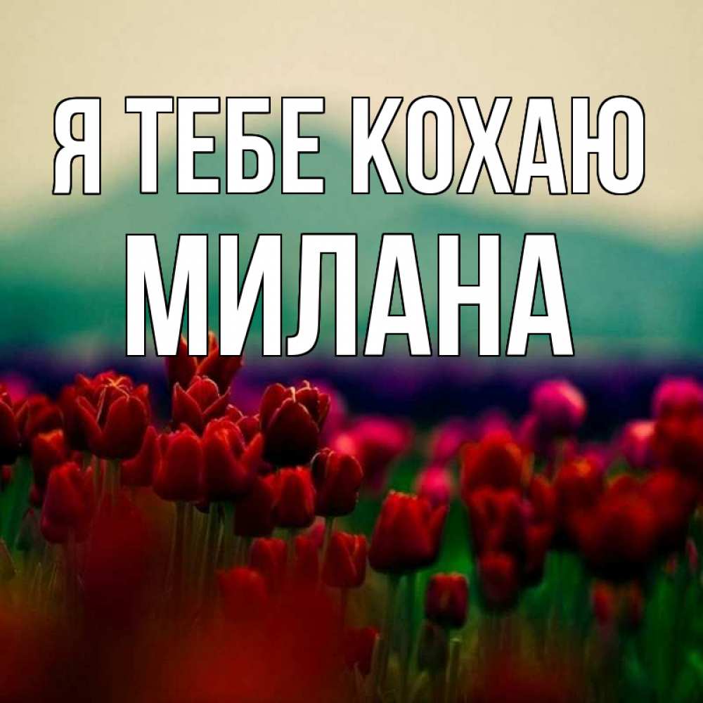 Открытка на каждый день з підписом, Милана Я тебе кохаю тюльпаны 4 Прикольна листівка з побажанням онлайн скачати безкоштовно 
