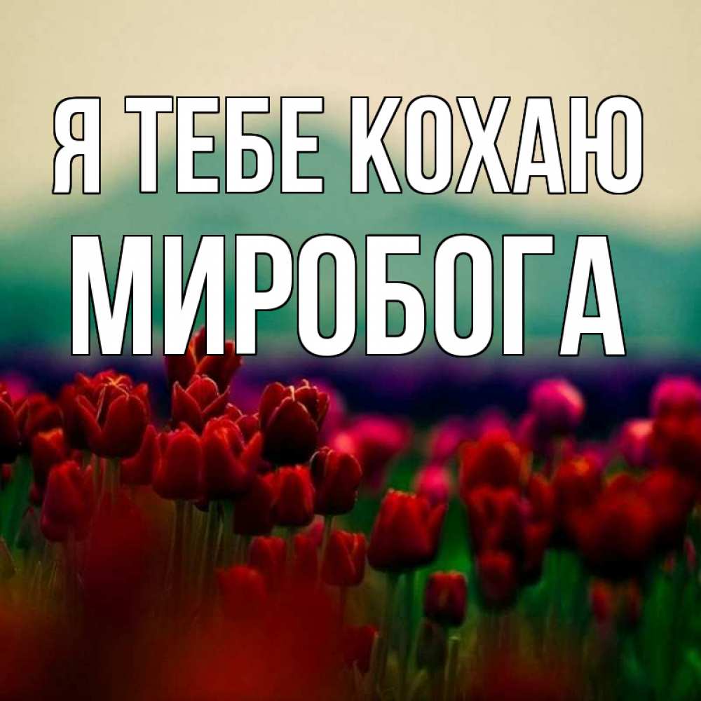 Открытка на каждый день з підписом, Миробога Я тебе кохаю тюльпаны 4 Прикольна листівка з побажанням онлайн скачати безкоштовно 