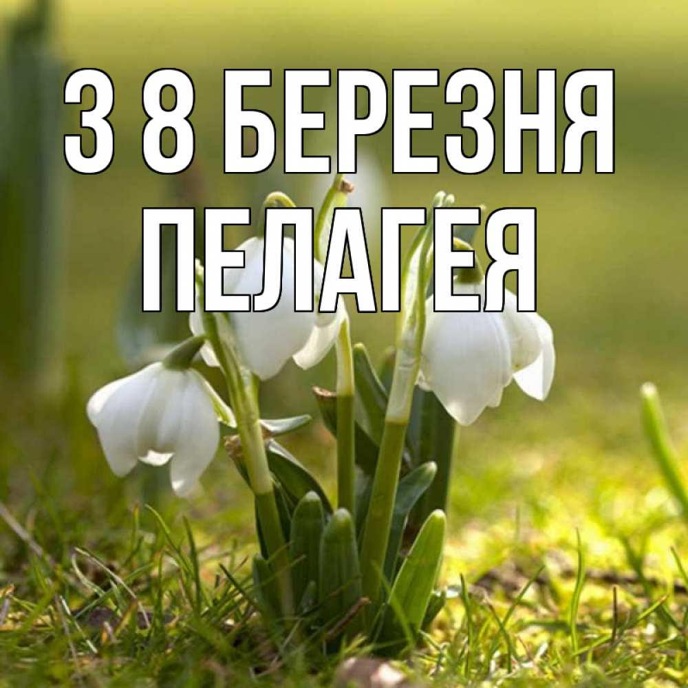 Открытка на каждый день з підписом, Пелагея З 8 БЕРЕЗНЯ ранние цветы 2 Прикольна листівка з побажанням онлайн скачати безкоштовно 