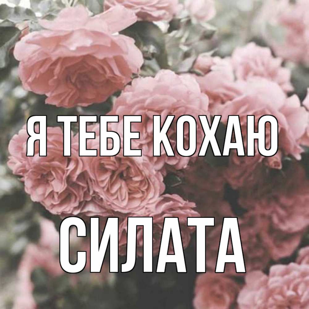 Открытка на каждый день з підписом, Силата Я тебе кохаю розы 3 Прикольна листівка з побажанням онлайн скачати безкоштовно 