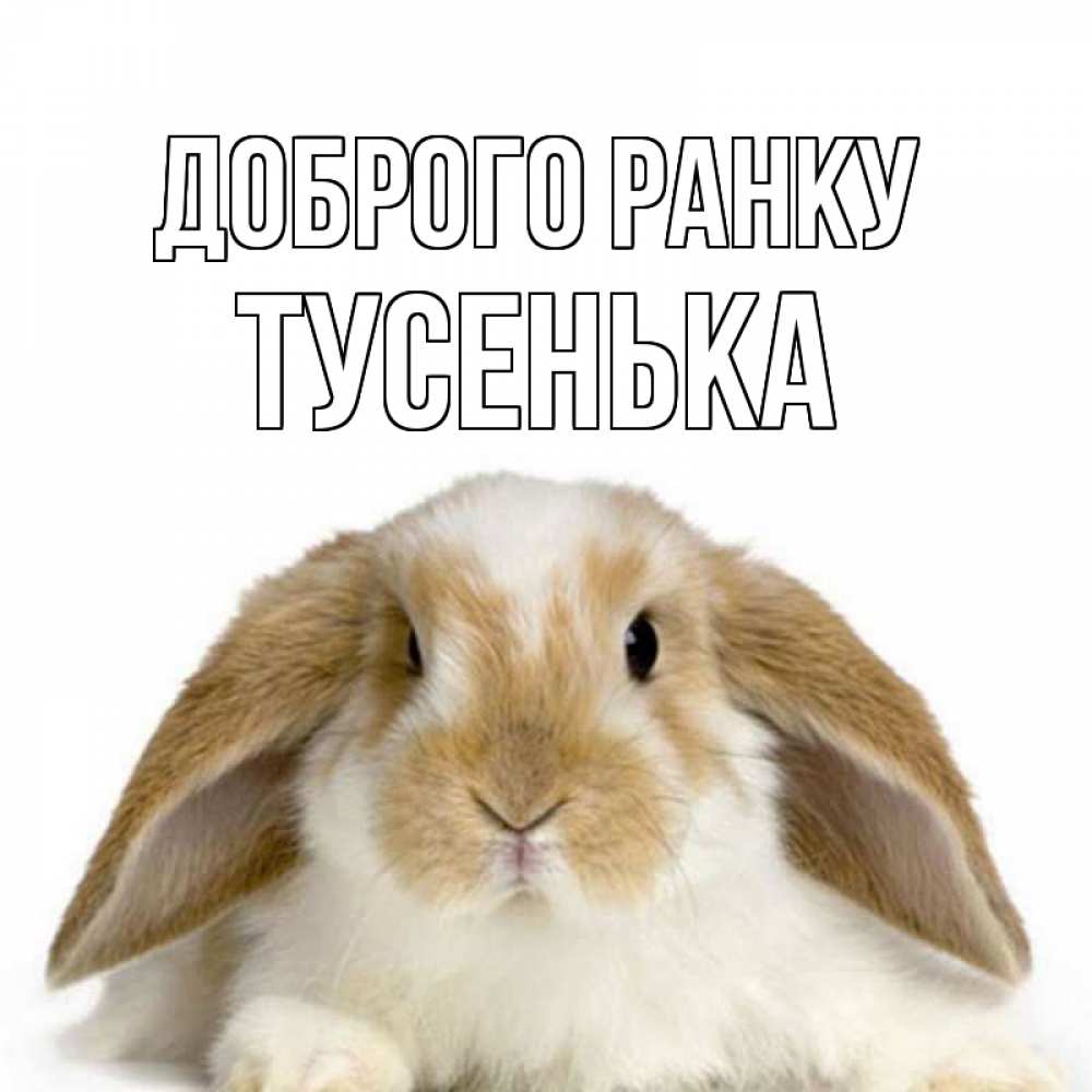 Открытка на каждый день з підписом, Тусенька Доброго ранку прикольные открытки на каждый день Прикольна листівка з побажанням онлайн скачати безкоштовно 