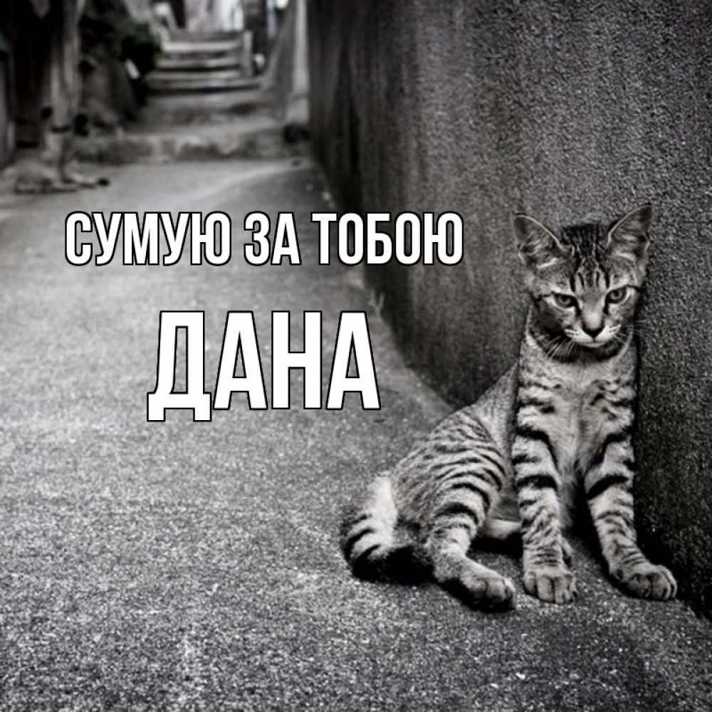 Открытка на каждый день з підписом, Дана Сумую за тобою одиноко котику Прикольна листівка з побажанням онлайн скачати безкоштовно 