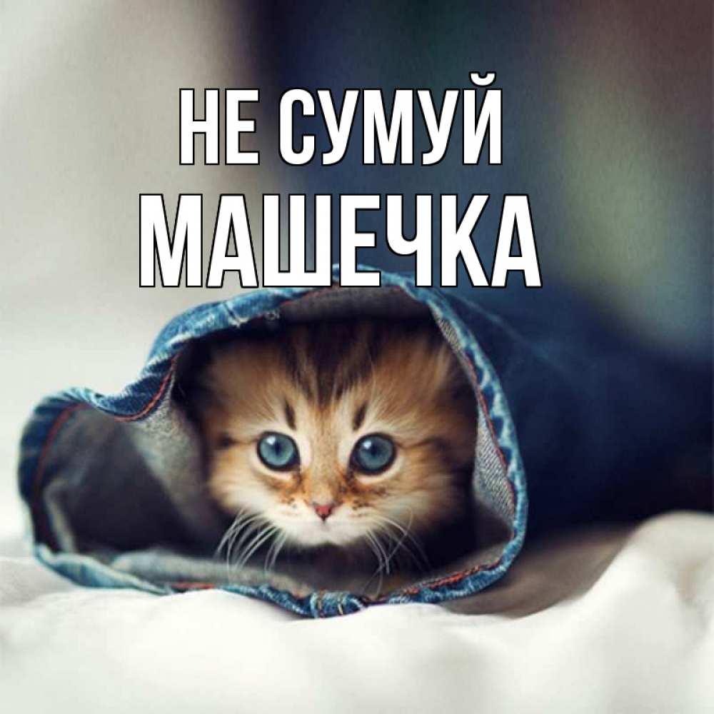 Открытка на каждый день з підписом, Машечка Не сумуй рыжик котик Прикольна листівка з побажанням онлайн скачати безкоштовно 
