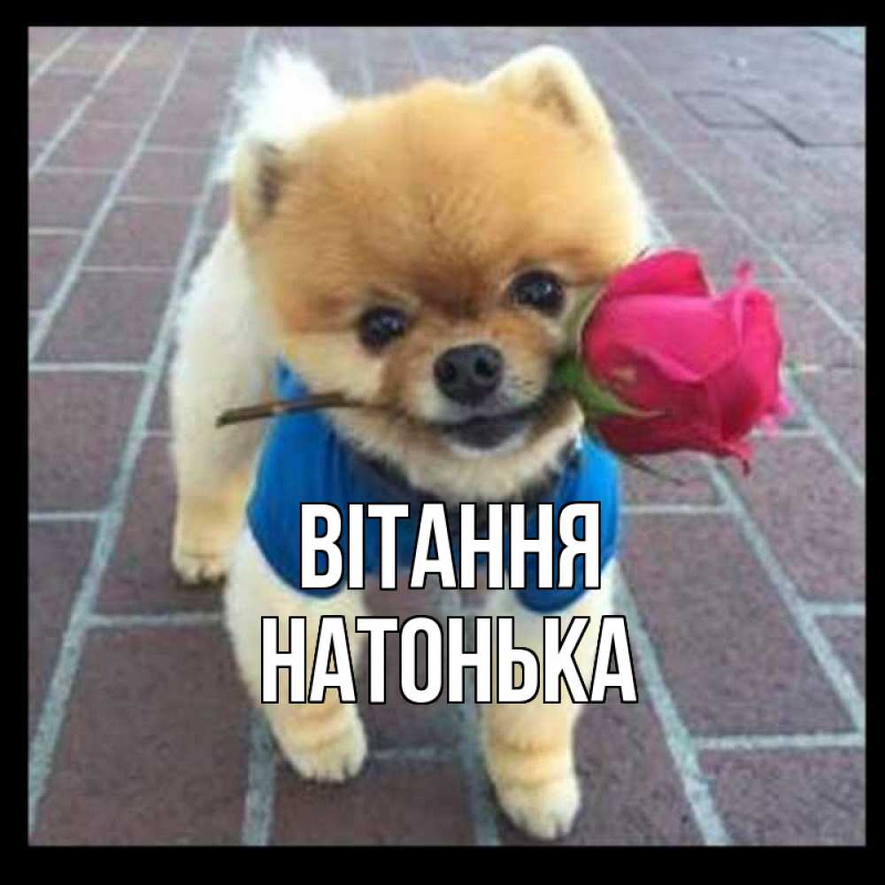 Открытка на каждый день з підписом, Натонька Вітання роза в зубах у собаки Прикольна листівка з побажанням онлайн скачати безкоштовно 