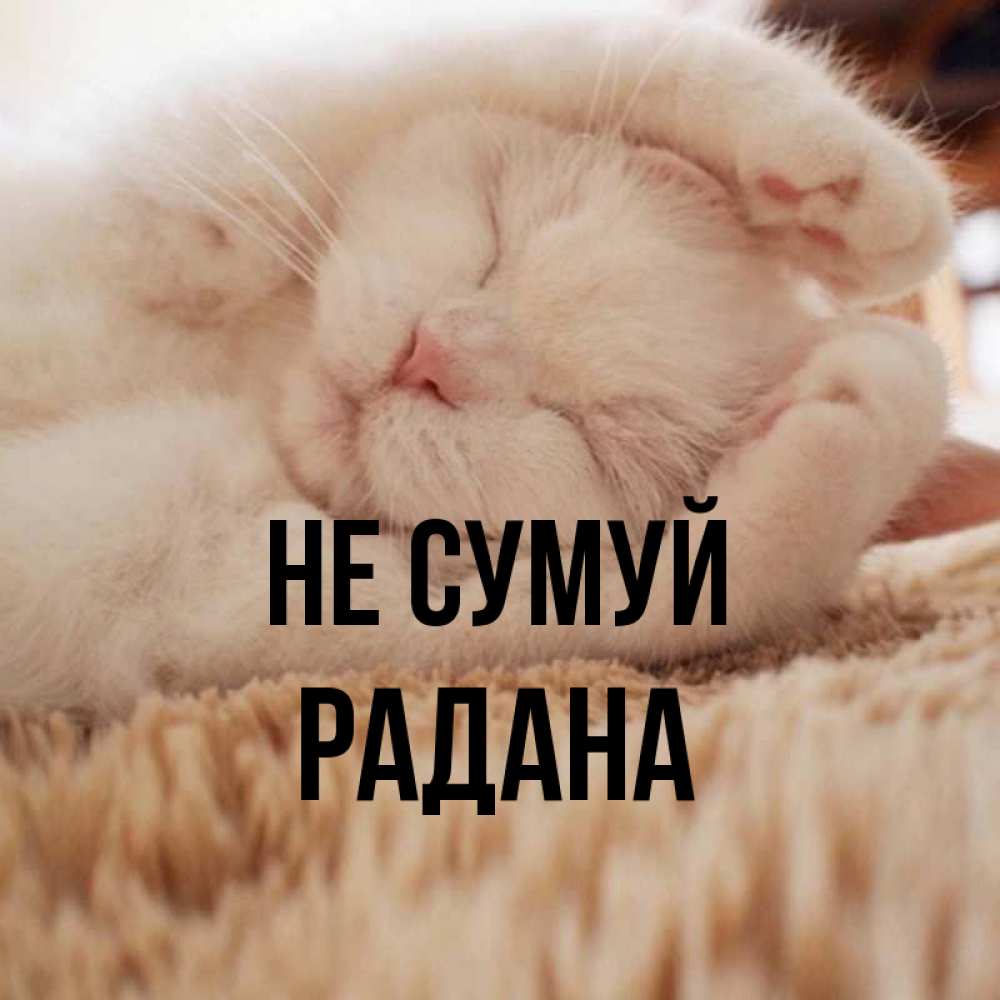 Открытка на каждый день з підписом, Радана Не сумуй Котенок спит Прикольна листівка з побажанням онлайн скачати безкоштовно 